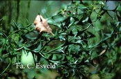 Colletia
