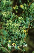 Baccharis