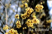 Chimonanthus