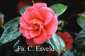 Camellia