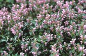 Lamium