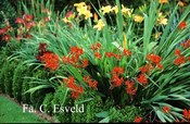 Crocosmia