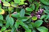 Gaultheria