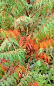 Rhus glabra 'Laciniata'