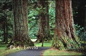 Pseudotsuga