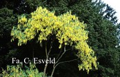 Laburnum