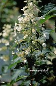 Hydrangea paniculata 'October Bride'