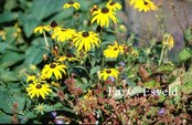 Rudbeckia