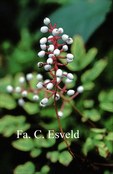 Actaea