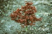 Acer palmatum 'Alpine Surprise'