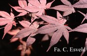 Acer palmatum 'Goten-nomura'