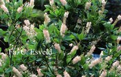 Clethra