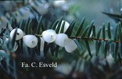 Pseudotaxus