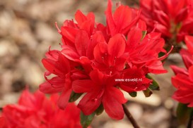 Rhododendron 'Addy Wery' (Azalea)