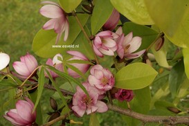 Magnolia 'Fairy Magnolia Blush'
