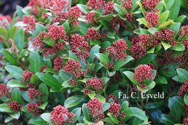 Skimmia