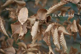 Carpinus