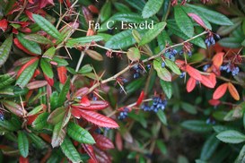 Berberis
