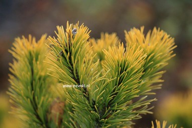Pinus