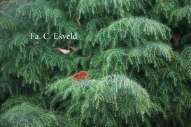 Cryptomeria