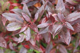 Leucothoe