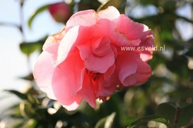 Camellia 'Spring Frill'