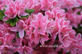 Rhododendron 'Kermesina Rose' (Azalea)