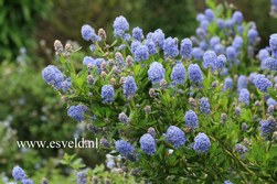 Ceanothus