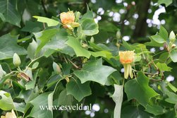 Liriodendron