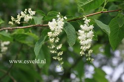 Pterostyrax