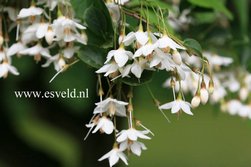 Styrax