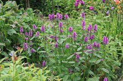 Stachys