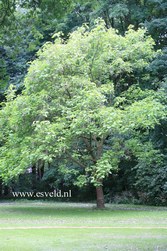 Catalpa