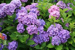 Hydrangea