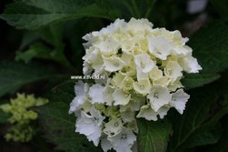 Hydrangea macrophylla 'Nymphe'