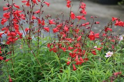 Penstemon