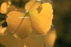 Ginkgo