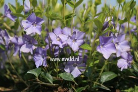 Vinca