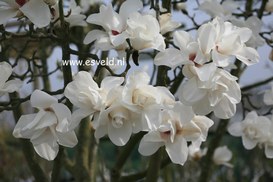Magnolia