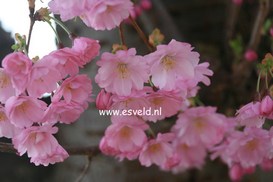 Prunus