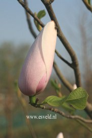 Magnolia 'Anne Rosse' x 'Leda'