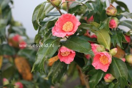 Camellia japonica 'Kingyo-tsubaki'