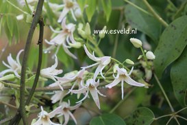 Stauntonia