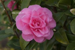 Camellia japonica 'Debbie'