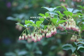 Enkianthus