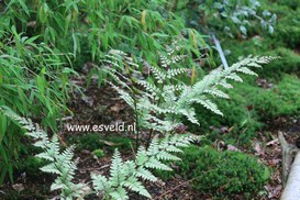 Athyrium