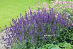 Salvia
