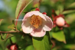 Stewartia