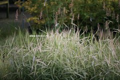 Phalaris