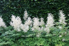 Aruncus